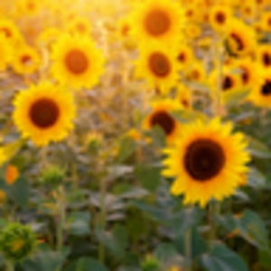 Meet your Posher, Livia